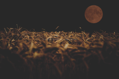 Landscapes
